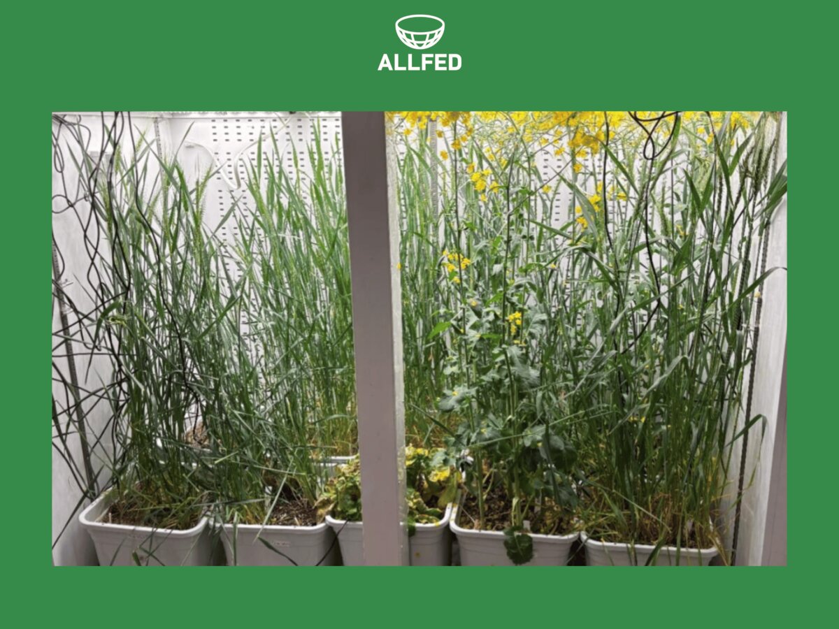 Crop growth under nuclear winter conditions